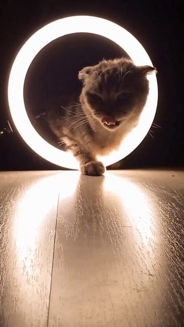 ring lamp смотреть онлайн