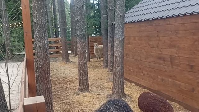 Альпако Парк смотреть онлайн