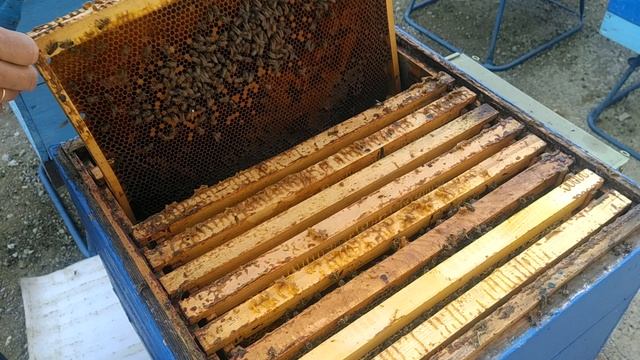 Одна или две матки?