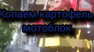 Копаем картофель мотоблоком МТЗ с грохотной картофелекопалкой не самодельной .