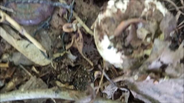 Рыболов  Иванович . Что за грибы.