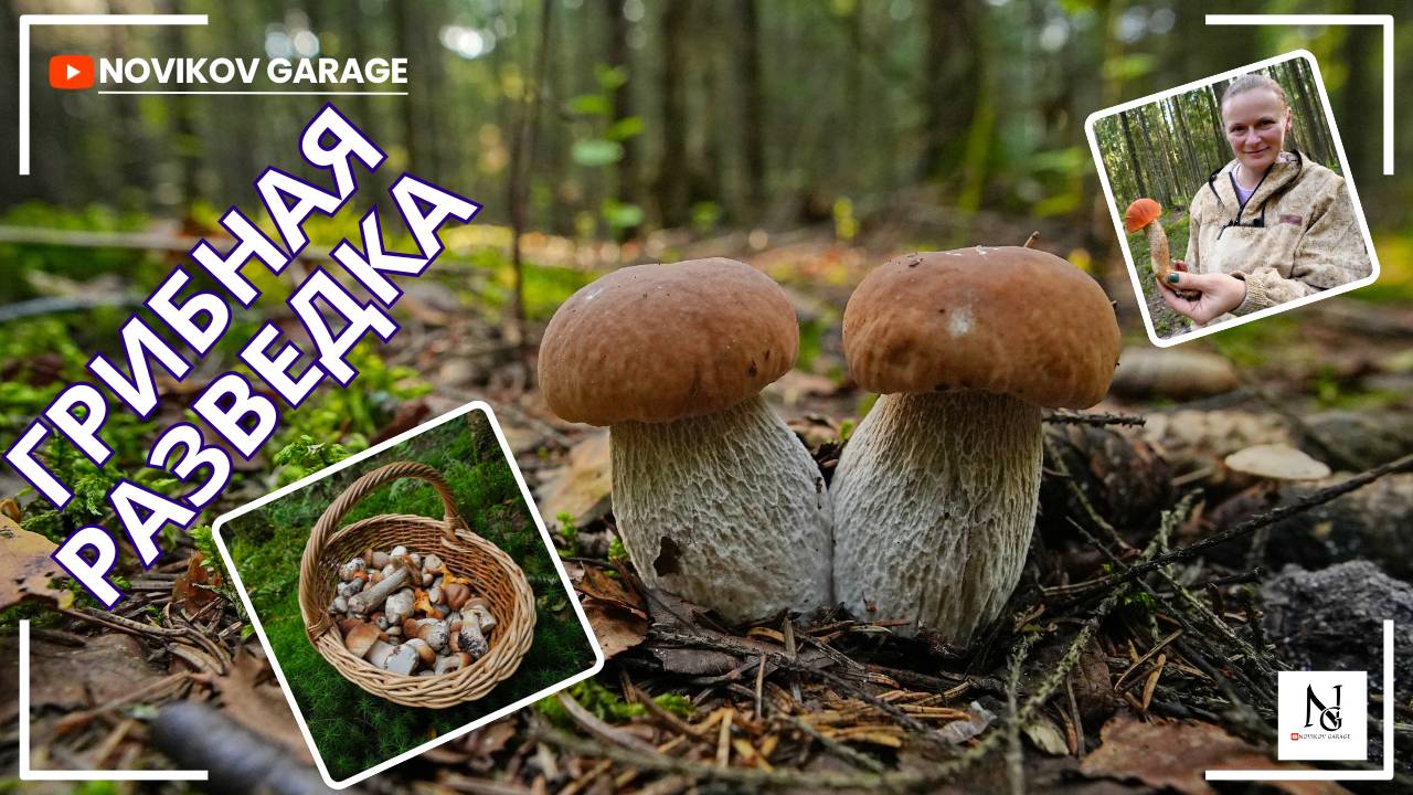 Грибная разведка 15 августа 2025. Всеволожский район.