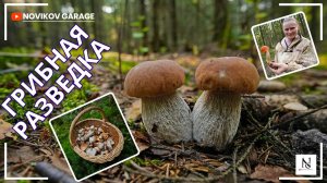 Грибная разведка 15 августа 2025. Всеволожский район.