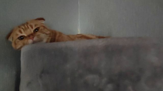 на любимых лежанках смотреть онлайн