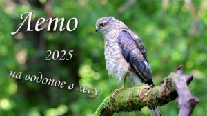 Лесной водопой. Лето 2025