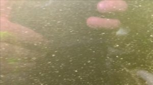 Выращивание лотосов в пруду.Чуть подправил