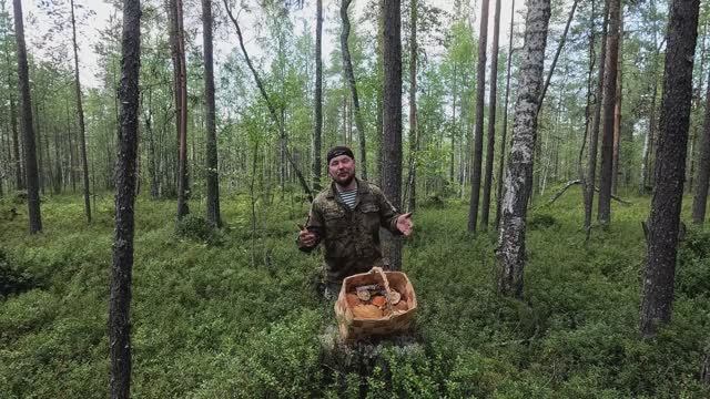 В ЛЕС ЗА ГРИБАМИ. СОБИРАЮ ПОДОСИНОВИКИ. БЕЛЫЙ ГРИБ. СЪЕДОБНЫЕ ГРИБЫ. ЯДОВИТЫЕ ГРИБЫ. ГРИБАЛКА смотреть онлайн