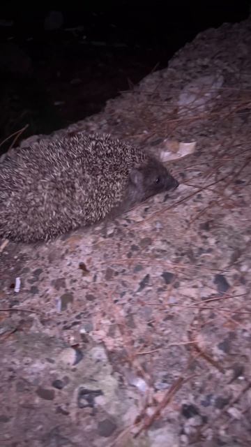 Ёжик ест мороженое