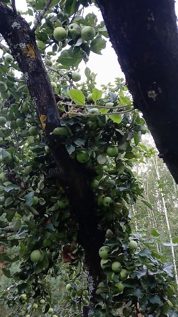 Котёнок спасает маму.