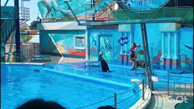 15.08.2025 Рамиль снял, как они с лагерем ездили в Дельфинарий в Небуг смотреть онлайн