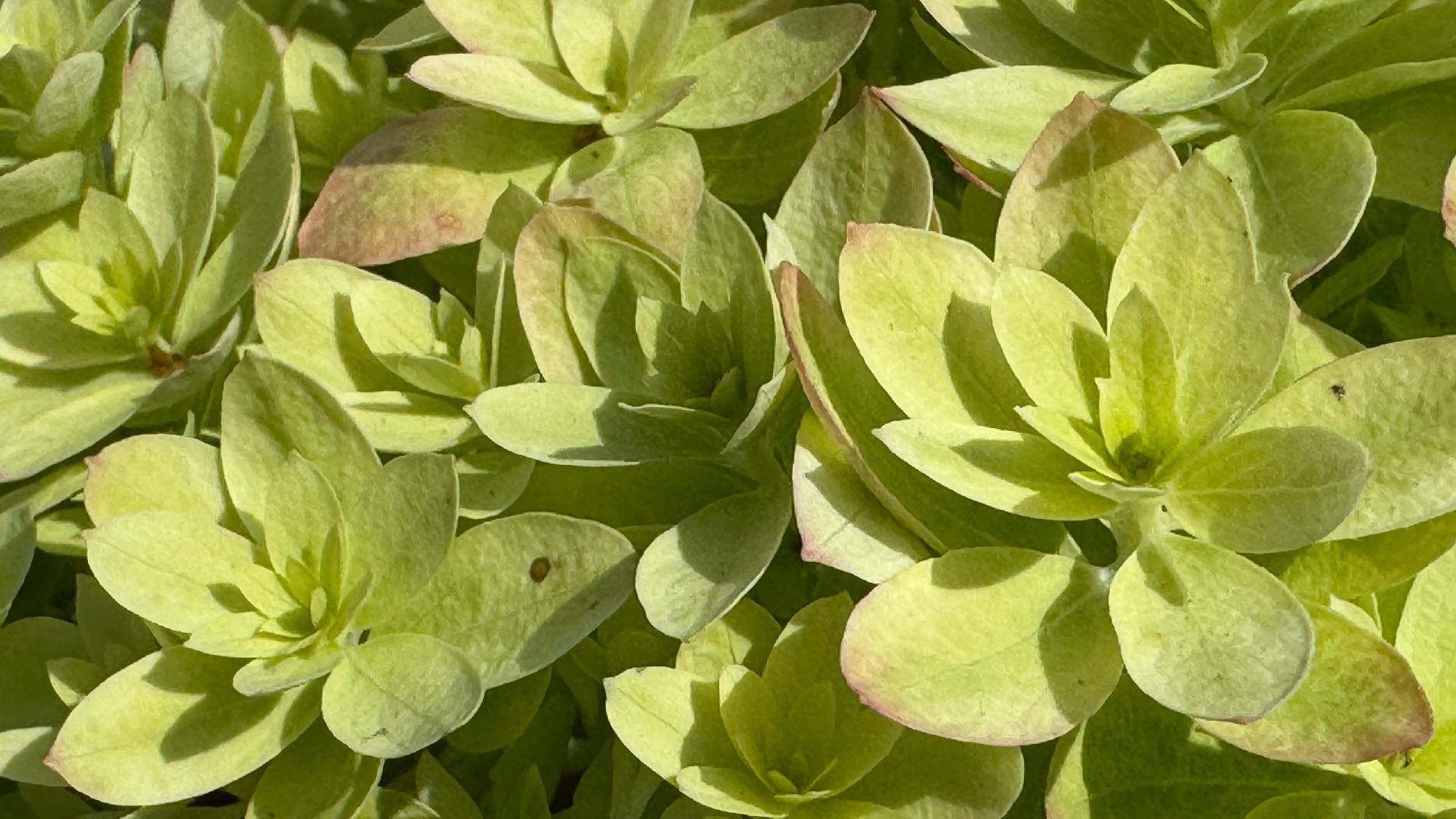 Супер новинка в мире метельчатых гортензий Мечта Лесково. Обзор посылки #мечталесково #гортензия смотреть онлайн