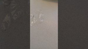 бумажные собаки