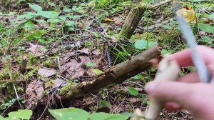 Обзор покупок ,снова за грибами.