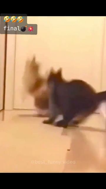 смех приколы с животными котики