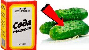 СОДА   спасатель вашего огорода! Пищевая сода   подкормка для огурцов, томатов и других растений!