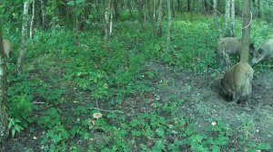 Видео фото ловушки