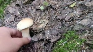 Белые грибы полянами! Парни впали в азарт!