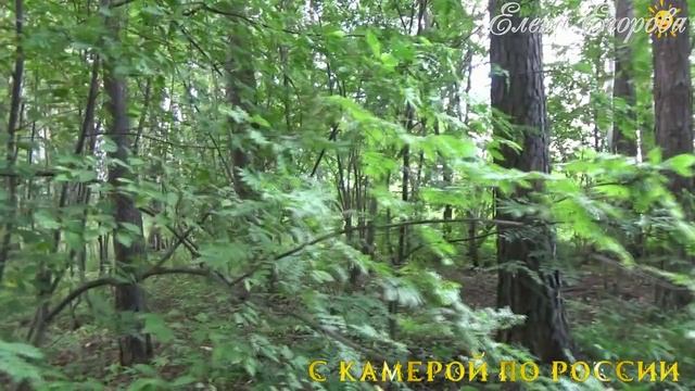 Чистый месяц август.🌾Лето идёт на спад. Что нового в лесу?.🍃Рефтинский 16 августа. смотреть онлайн