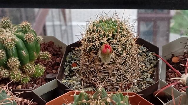 Маленький эхинопсис Субденудата (Полуобнаженный) Echinopsis Subdenudatа раскрыл маленькую звезду.