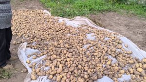 Урожай на огороде просто супер! Выкопали картошку, арбузы..