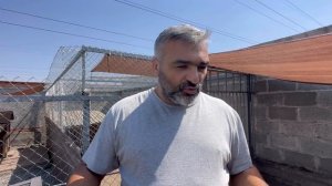 Cобаки передрались из-за вкусняшек