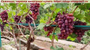 Виноград 3.08.2025- РУМЕЙКА, одна из лучших форм на моем участке- очень ранняя, вкус изумительный