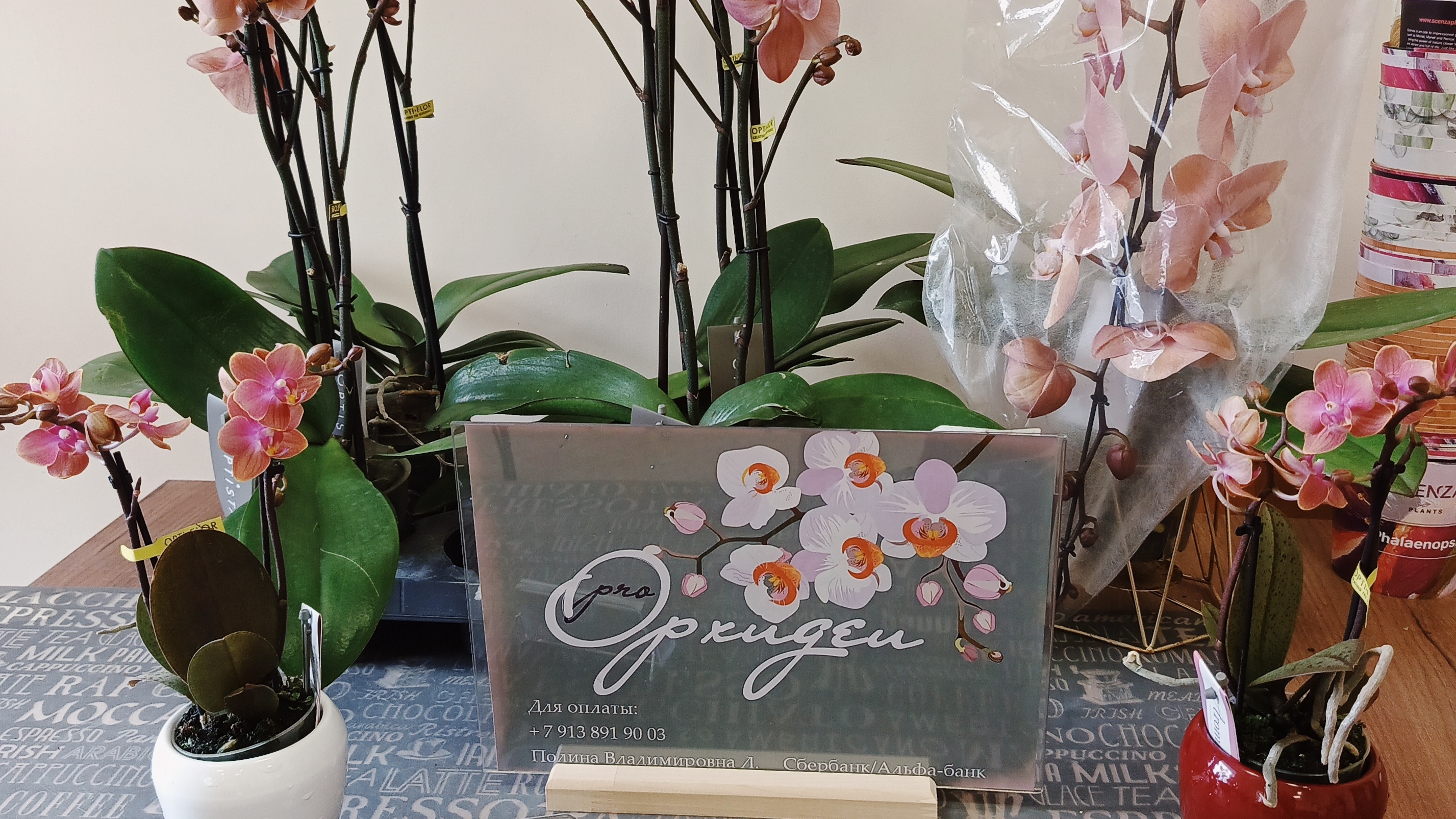 Новая поставка орхидей! Проорхидеи! смотреть онлайн
