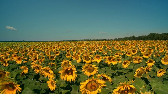 I'll be back. смотреть онлайн