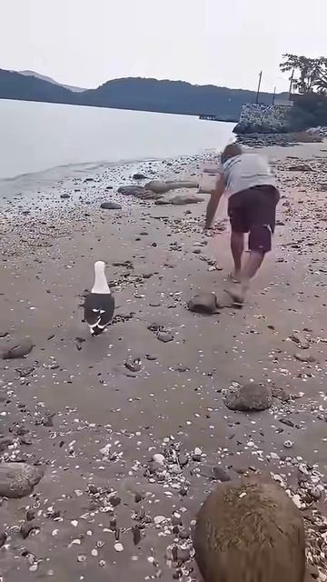 Эти наглые но смешные чайки!