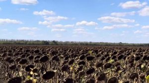 Подсолнечник 2025.