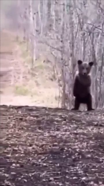 Веселый медвежонок смотреть онлайн