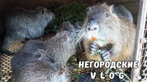 Травы для НУТРИЙ полно! Илья на раздаче зелени. 12.08.25