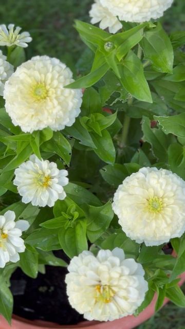 Белые циннии🤍#shorts смотреть онлайн