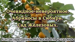Очевидное-невероятное. Абрикосы в Сибири. Сад Железовых.
