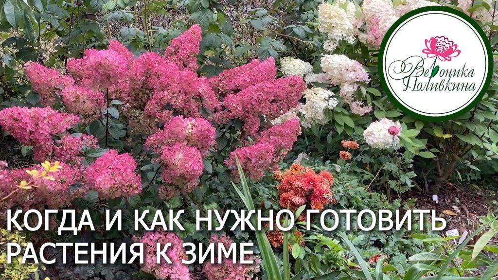 КАК ПОДГОТОВИТЬ К ЗИМЕ ТЕПЛОЛЮБИВЫЕ РАСТЕНИЯ смотреть онлайн