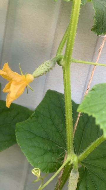 🌿🥒 Огурцы сорта Брейк: Ваш идеальный выбор для огородного сезона!🥒🌿