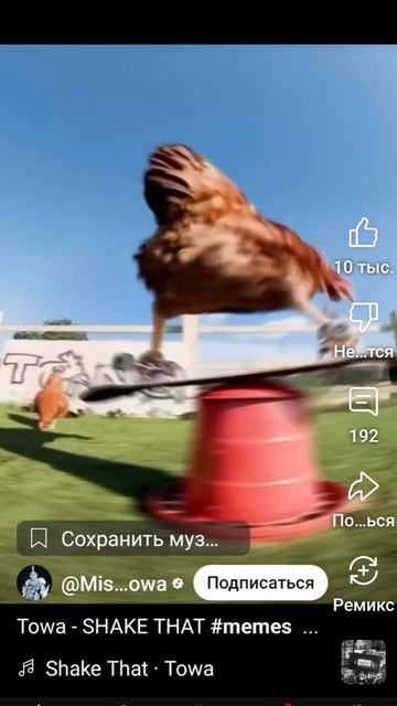 Курочка очень умная😥 смотреть онлайн