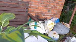 🪴Обзор двух заказов🪴