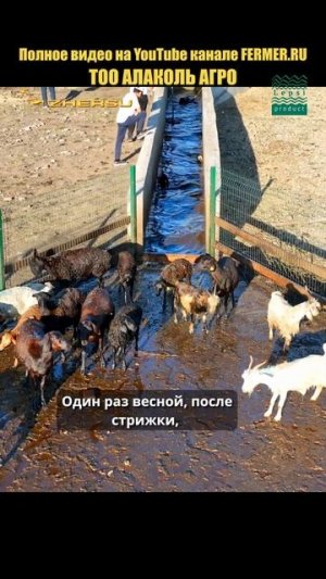 Купка овец. Важная противочесоточная процедура! #short  #казахстан #купка_овец