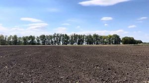 Озимая пшеница 2026.