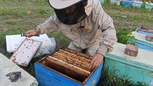 Состояние поздних отводков после главного взятка.