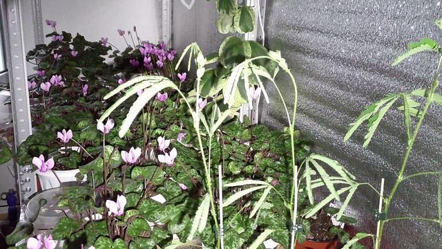 Беспокойная мимоза, цикламены и хойя керри в течение суток. Таймлапс