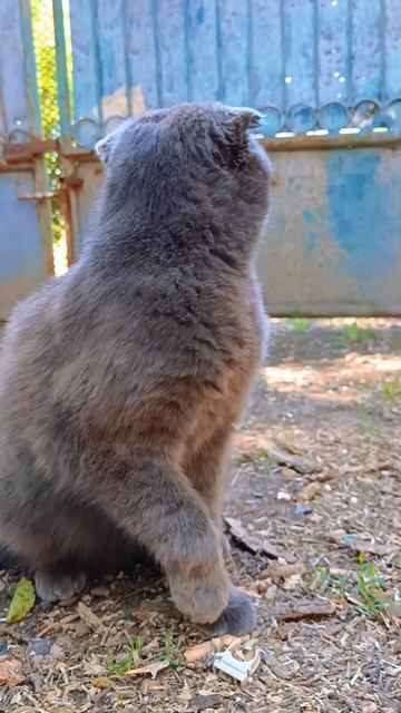 Плюшкина свобода) смотреть онлайн