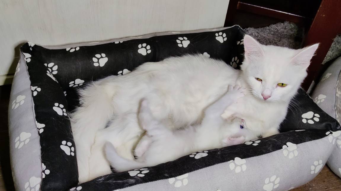 Мама-кошка и её любимый белый котёнок. Милое кошачье семейство. смотреть онлайн