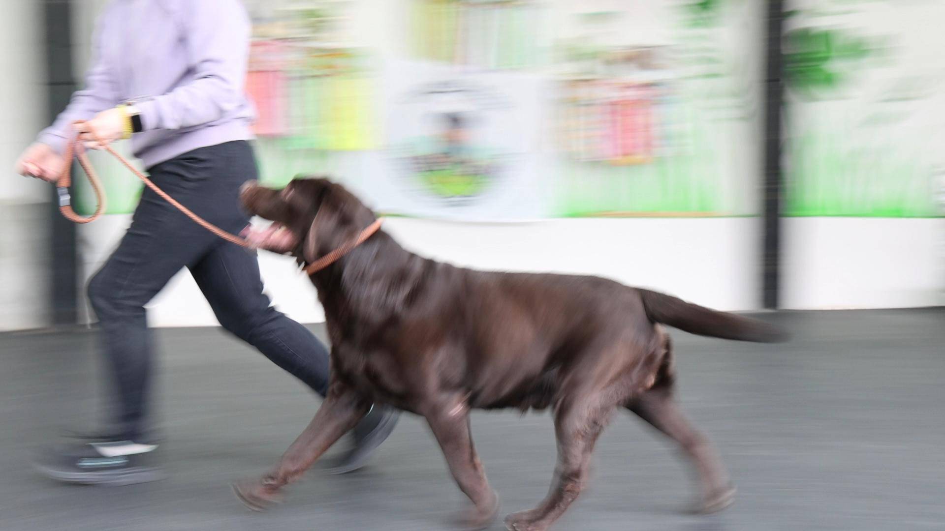 Force Labria Aragorn Estel (Эстик) - подготовка к выставке