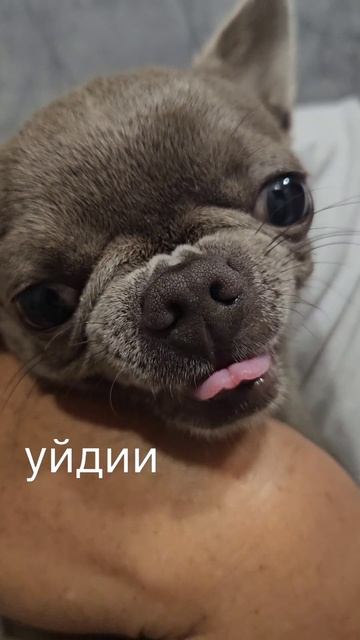 ТОй в ярости #чихуахуа смотреть онлайн