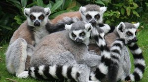 Экзотические животные МАДАГАСКАРА - Лемуры и хамелеоны — Документальный фильм.