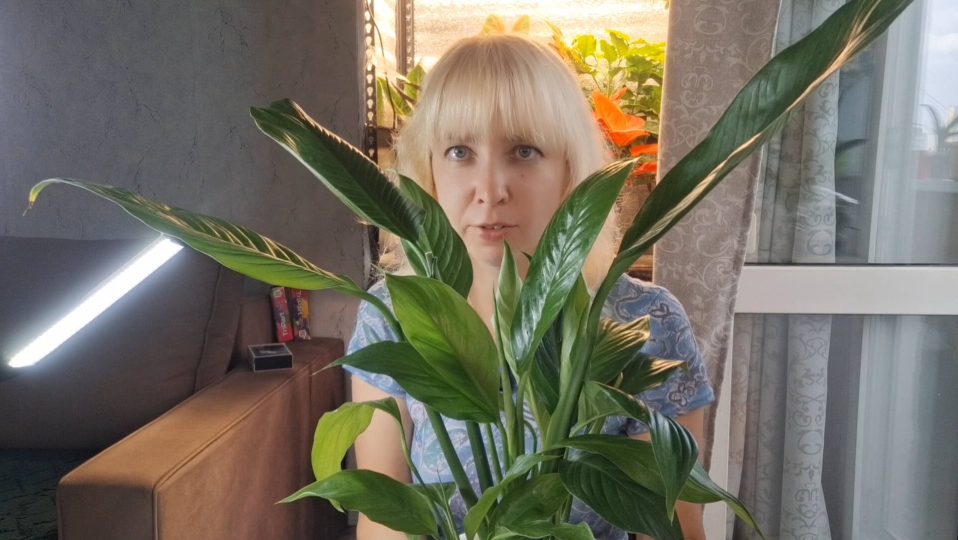 Спатифиллум в горшке с автополивом смотреть онлайн