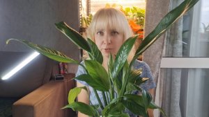 Спатифиллум в горшке с автополивом