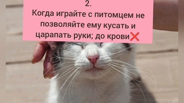 Что нельзя делать с кошкой?🐈⬛